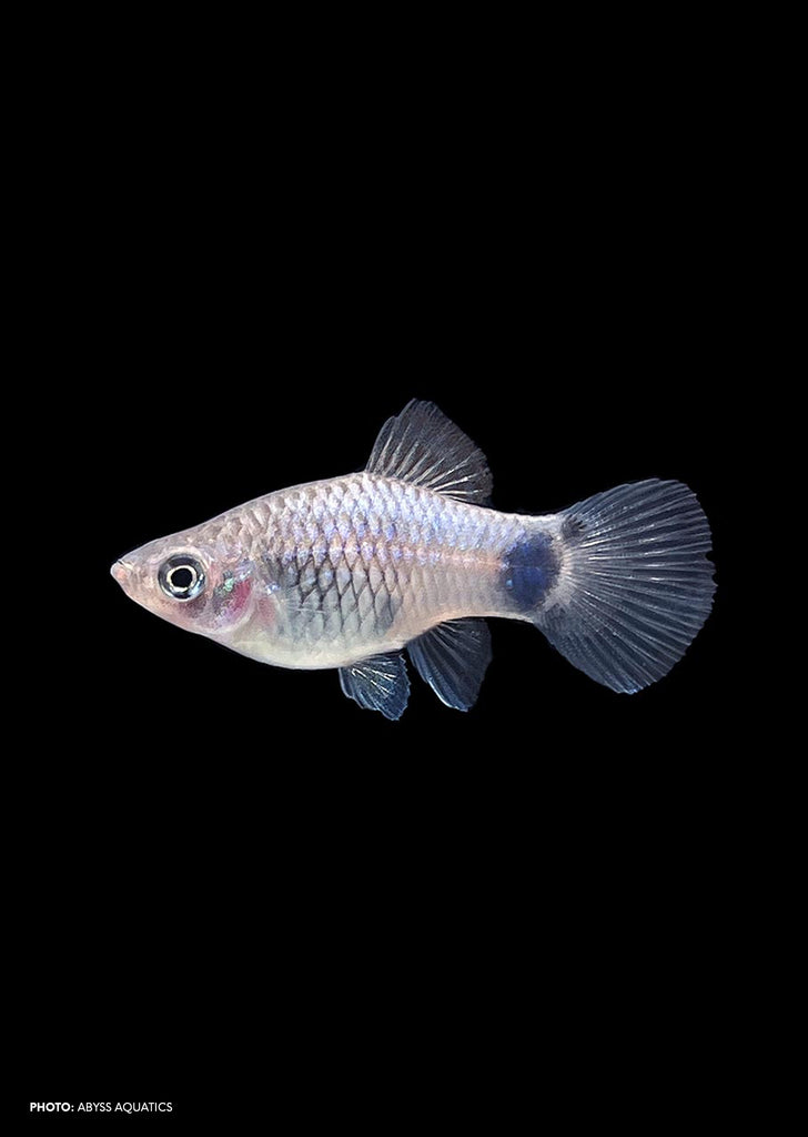 Blue Platy