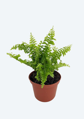Boston Fern (Mini)