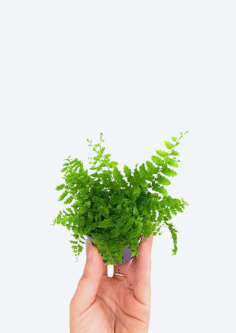 Boston Fern (Mini)