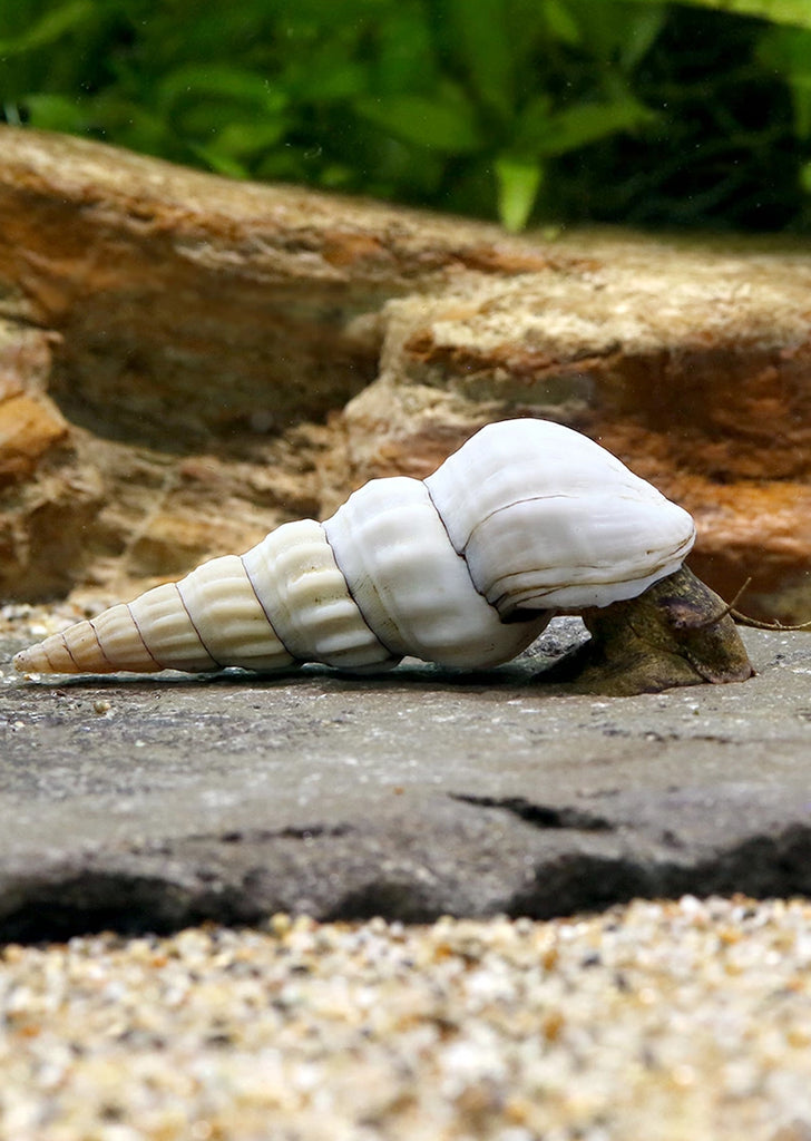 Hercules Tower Snail
