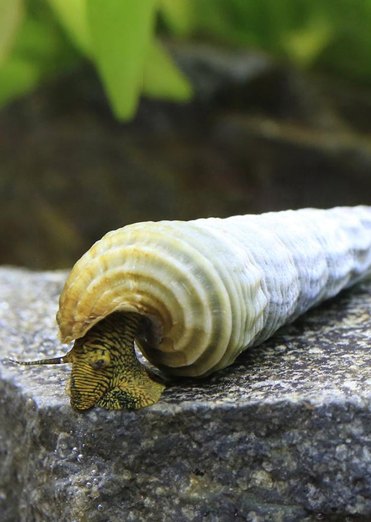 Hercules Tower Snail