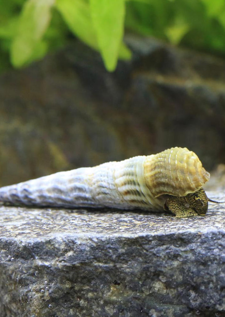 Hercules Tower Snail