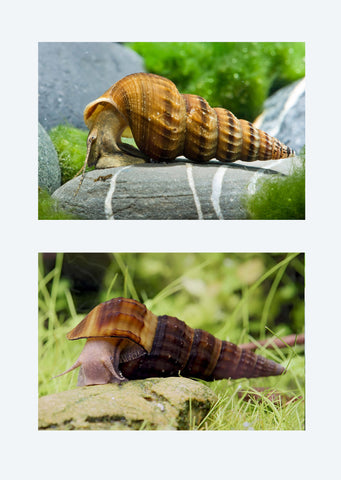 Hercules Tower Snail