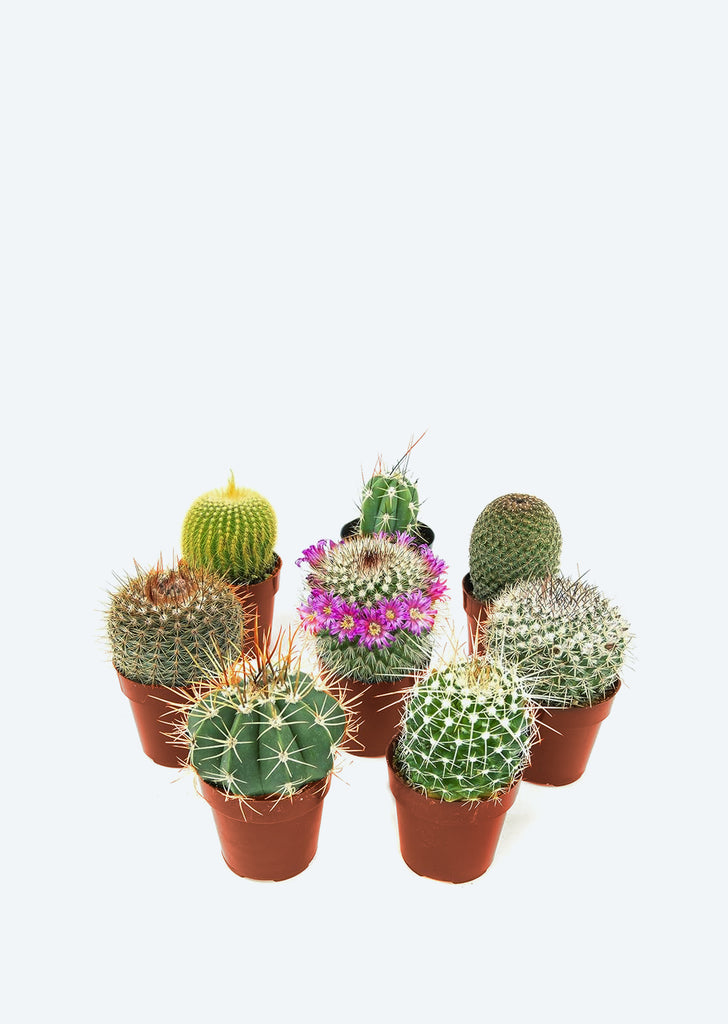 Cactus Mix (Mini)