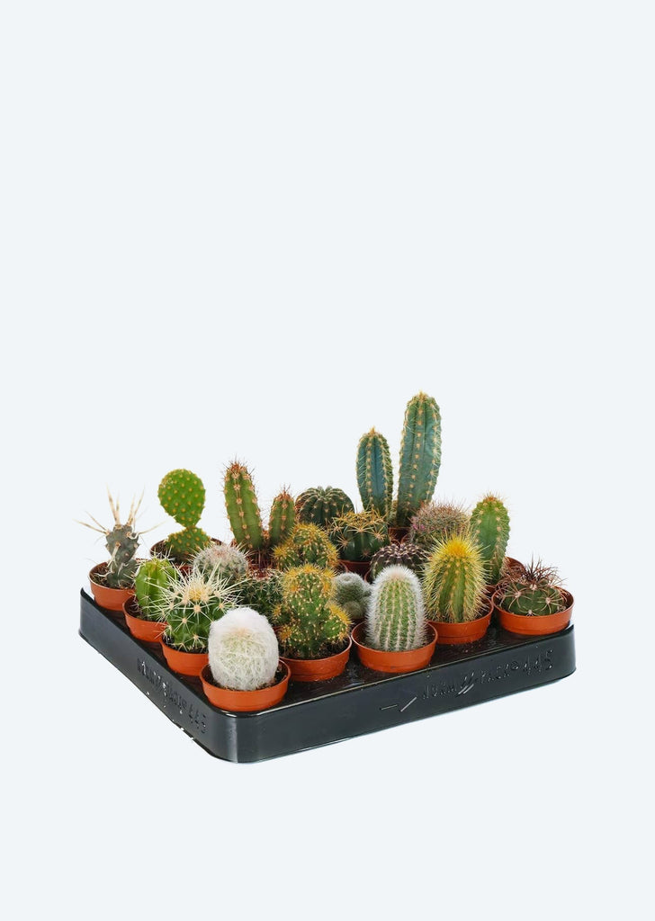 Cactus Mix (Mini)