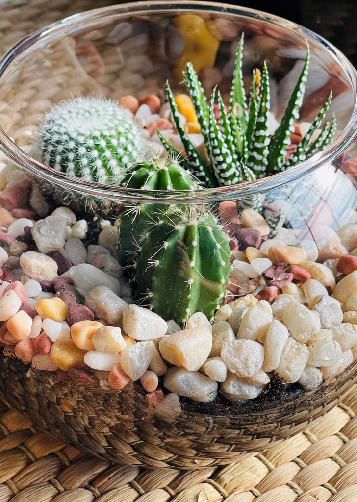 Cactus Mix (Mini)