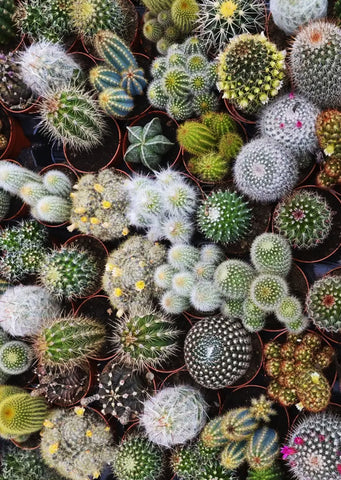 Cactus Mix (Mini)
