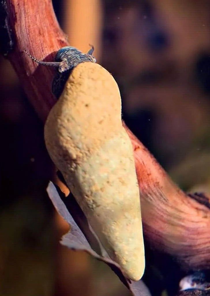 Chocolate Rabbit Snail