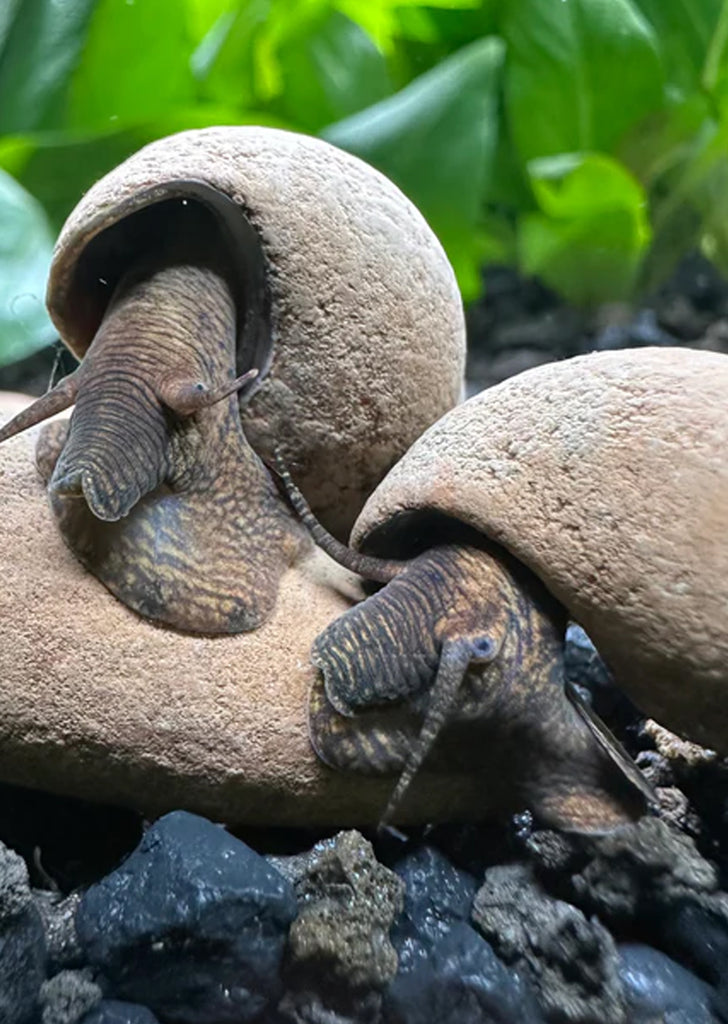 Chocolate Rabbit Snail