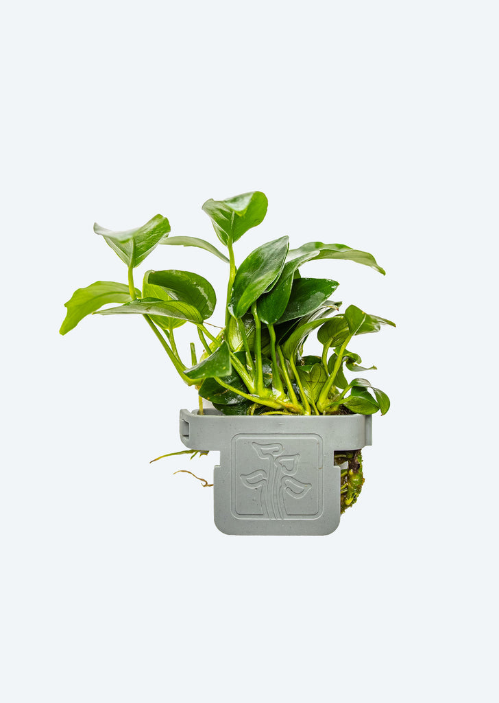 Anubias 'Petite' Clip