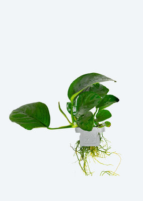 Anubias barteri caladiifolia Clip