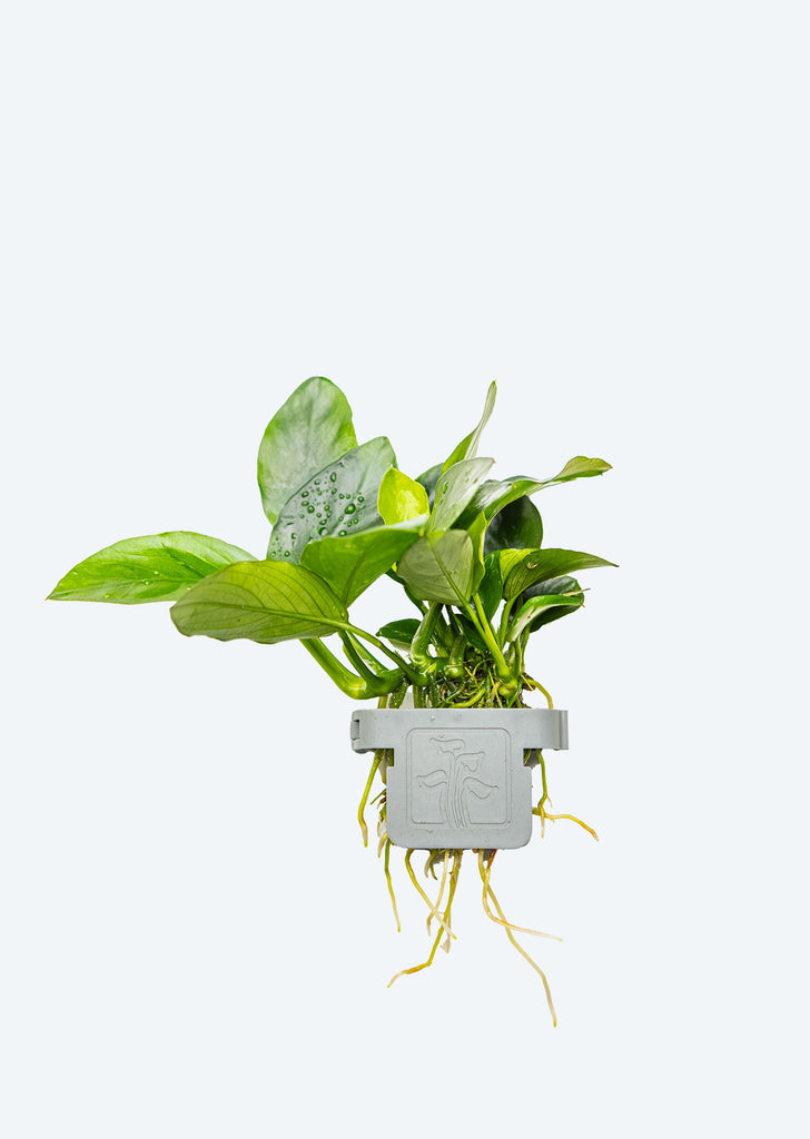 Anubias barteri nana Clip