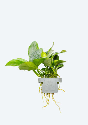 Anubias barteri nana Clip
