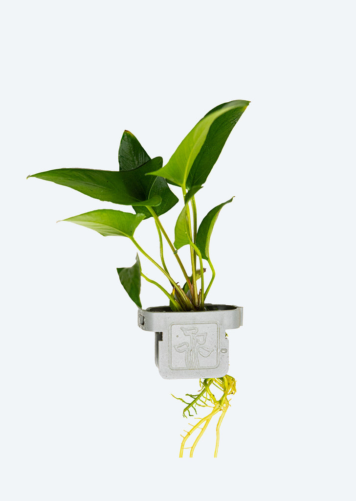 Anubias gracilis Clip