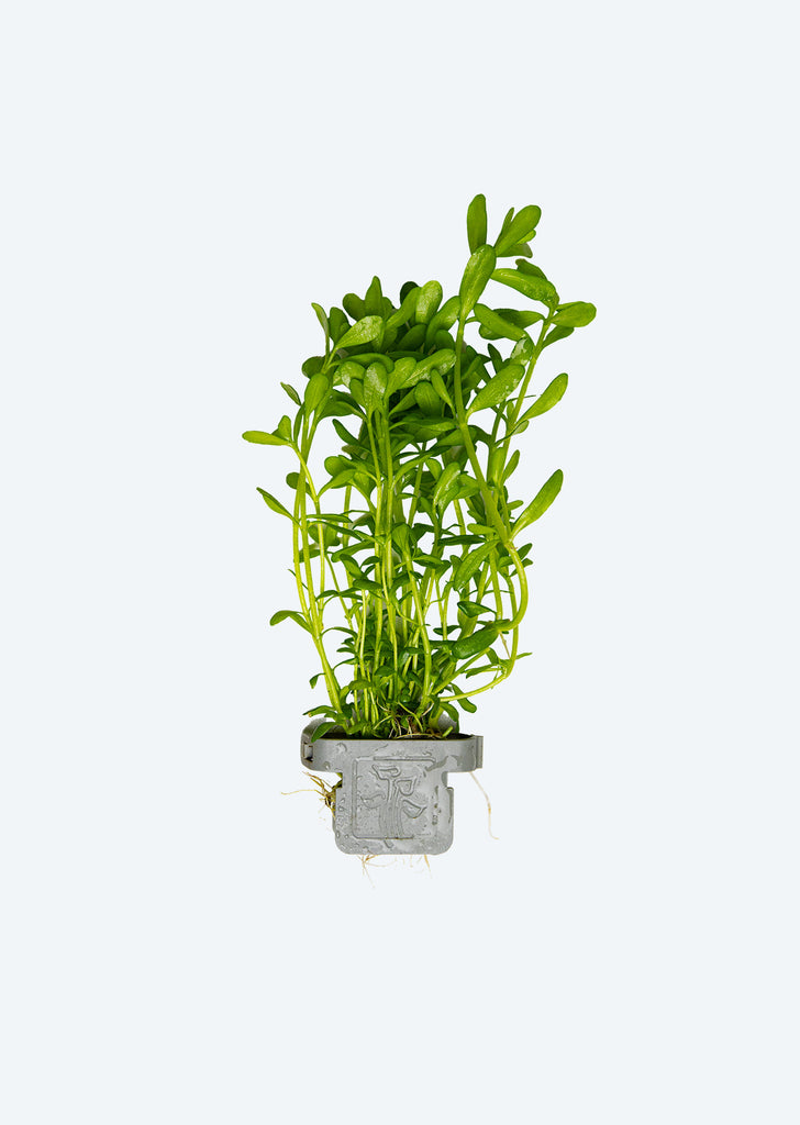 Bacopa 'Compact' Clip