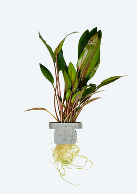 Cryptocoryne 'Petchii' Clip