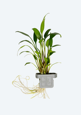 Cryptocoryne x willisii Clip