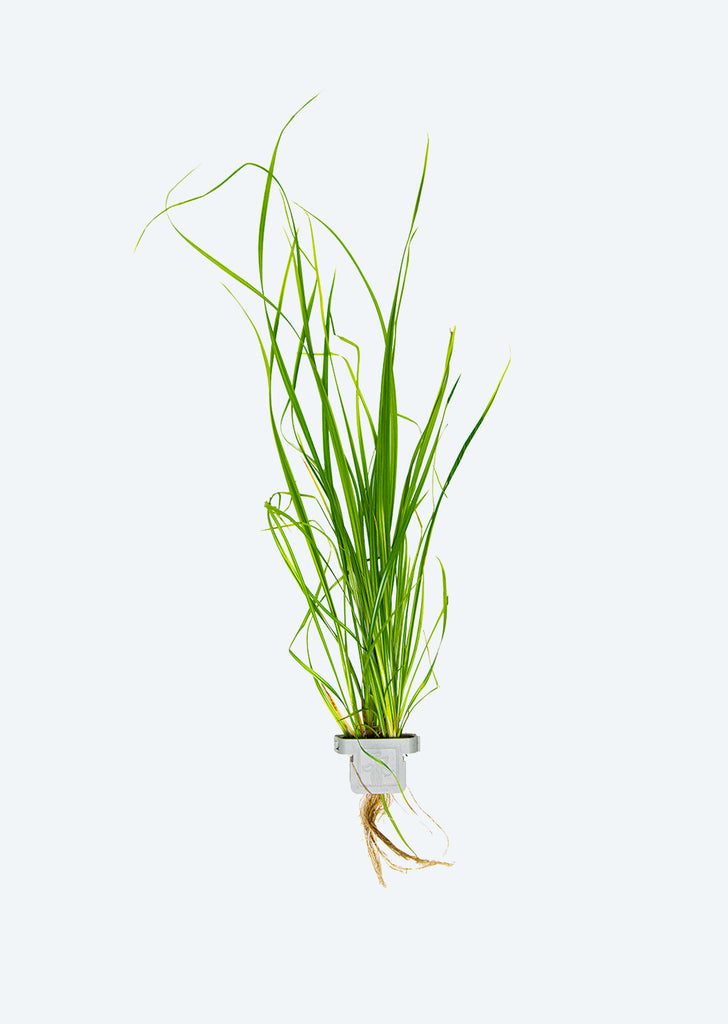 Cyperus helferi Clip