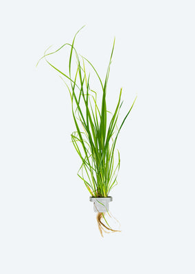 Cyperus helferi Clip