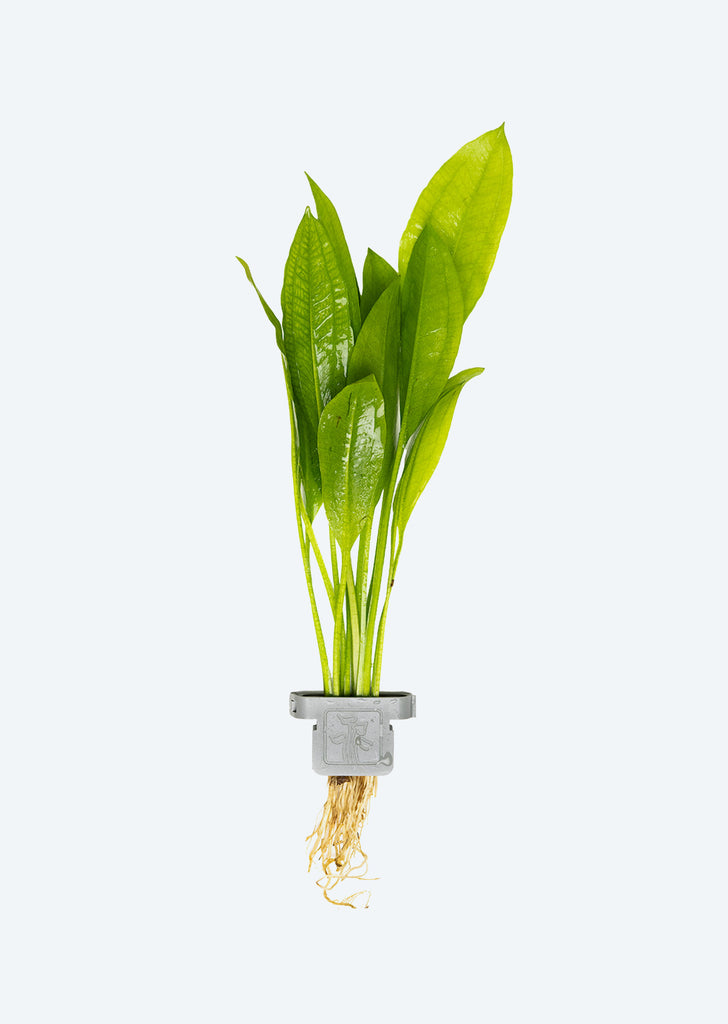 Echinodorus 'Bleherae' Clip