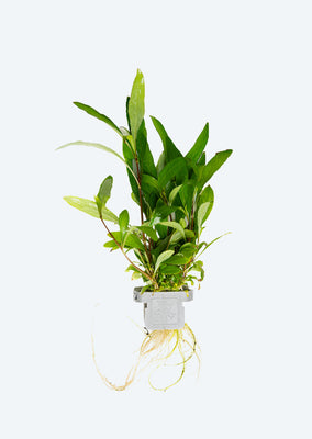 Hygrophila 'Siamensis 53B' Clip