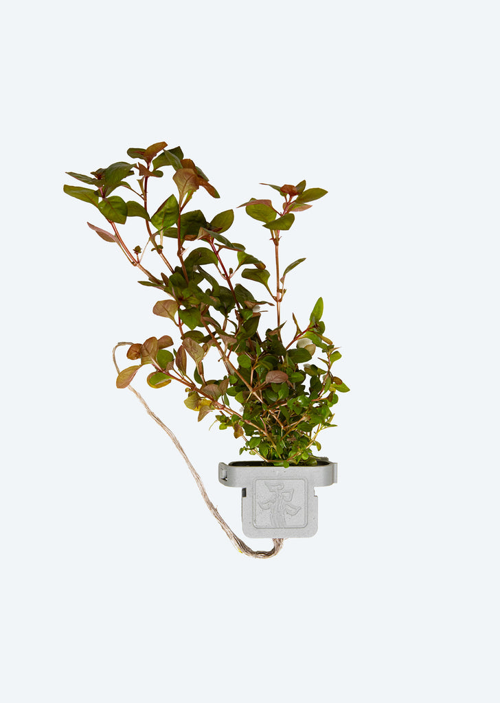 Ludwigia palustris 'Super Red' Clip