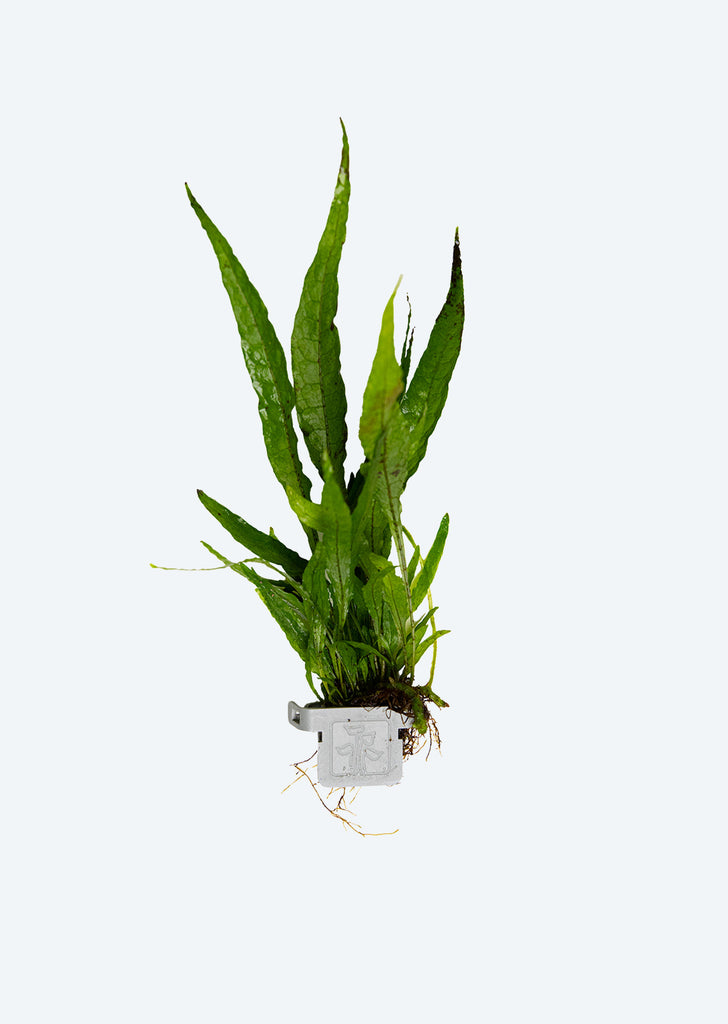 Microsorum pteropus Clip