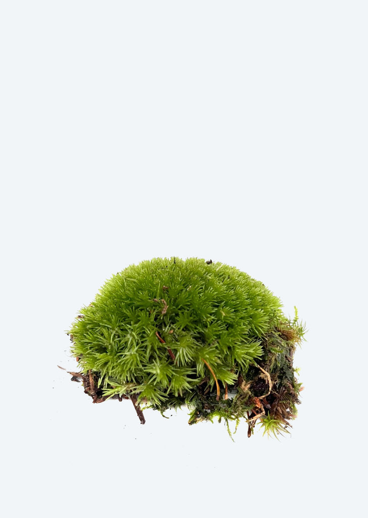 Live Cushion Moss