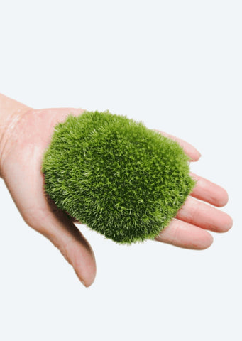 Live Cushion Moss
