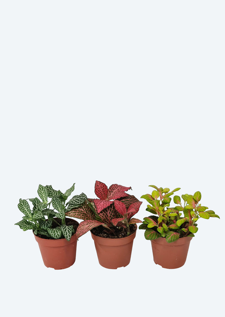 Fittonia Mix (Nerve Plant)