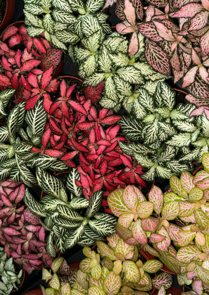 Fittonia Mix (Nerve Plant)