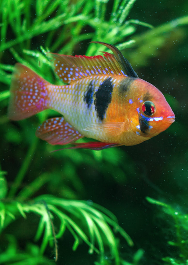 German Blue Ram (Special)