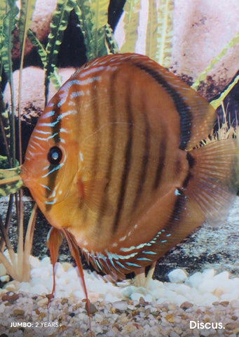 Stendker - Alenquer fish from Diskuszucht Stendker products online in Dubai and Abu Dhabi UAE