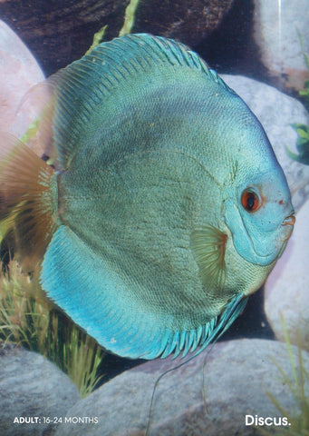 Stendker - Blue Diamond fish from Diskuszucht Stendker products online in Dubai and Abu Dhabi UAE