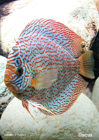 Stendker - German Wonder fish from Diskuszucht Stendker products online in Dubai and Abu Dhabi UAE