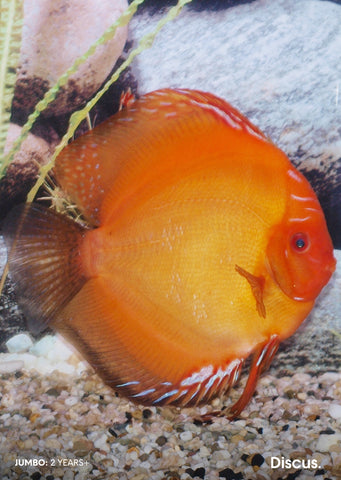Stendker - Pigeon Blood fish from Diskuszucht Stendker products online in Dubai and Abu Dhabi UAE