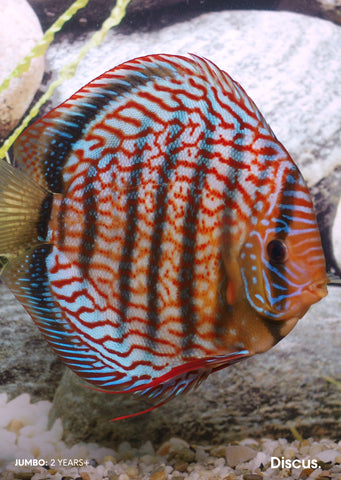 Stendker - Red Scribbelt fish from Diskuszucht Stendker products online in Dubai and Abu Dhabi UAE