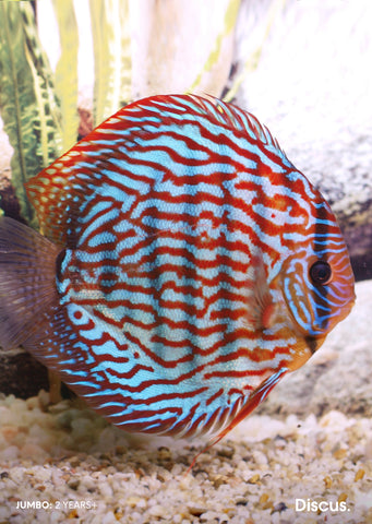 Stendker - Red Turquoise fish from Diskuszucht Stendker products online in Dubai and Abu Dhabi UAE