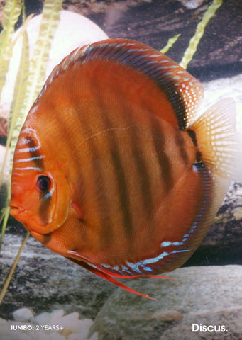 Stendker - Santarem fish from Diskuszucht Stendker products online in Dubai and Abu Dhabi UAE
