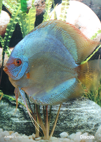 Stendker - Solid x Snake fish from Diskuszucht Stendker products online in Dubai and Abu Dhabi UAE