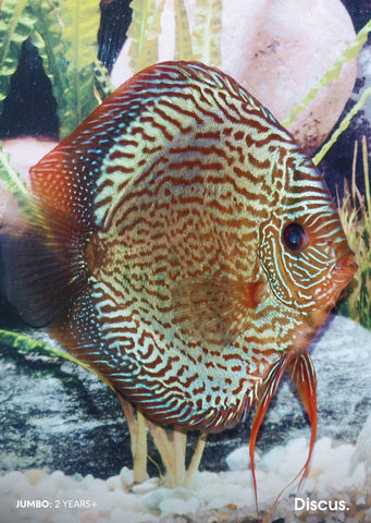 Stendker - Snake Skin Blue fish from Diskuszucht Stendker products online in Dubai and Abu Dhabi UAE