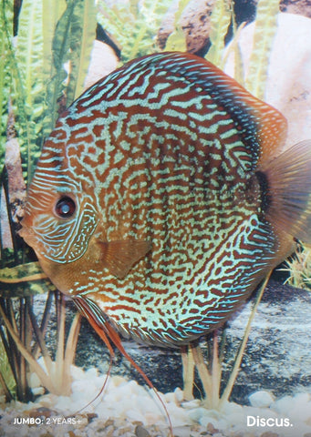 Stendker - Snake Skin Red fish from Diskuszucht Stendker products online in Dubai and Abu Dhabi UAE