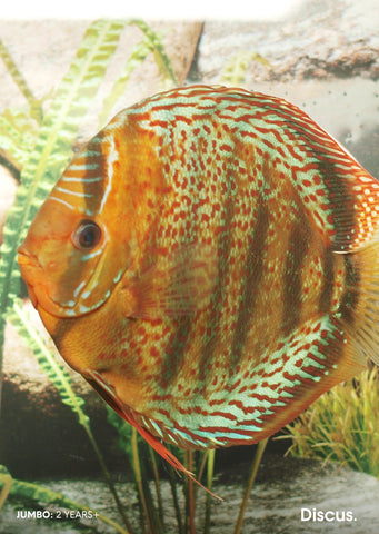 Stendker - Tefé fish from Diskuszucht Stendker products online in Dubai and Abu Dhabi UAE