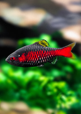 Odessa Barb