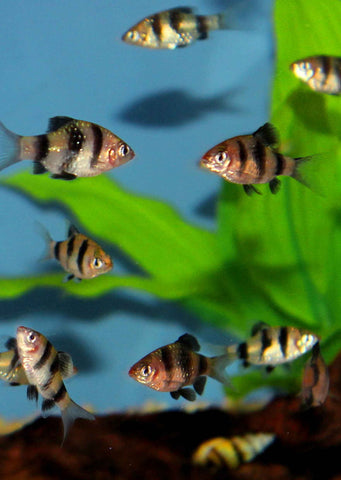 Ruby Barb tropical fish from Discus.ae products online in Dubai and Abu Dhabi UAE