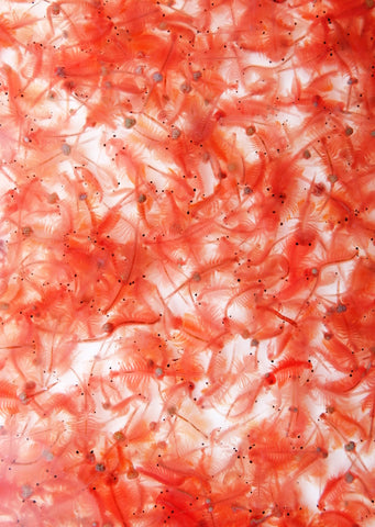 Artemia Cysts Brine Shrimp Eggs