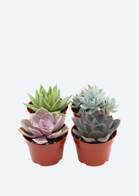 Succulent Mix (Mini)