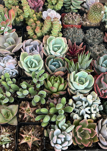 Succulent Mix (Mini)
