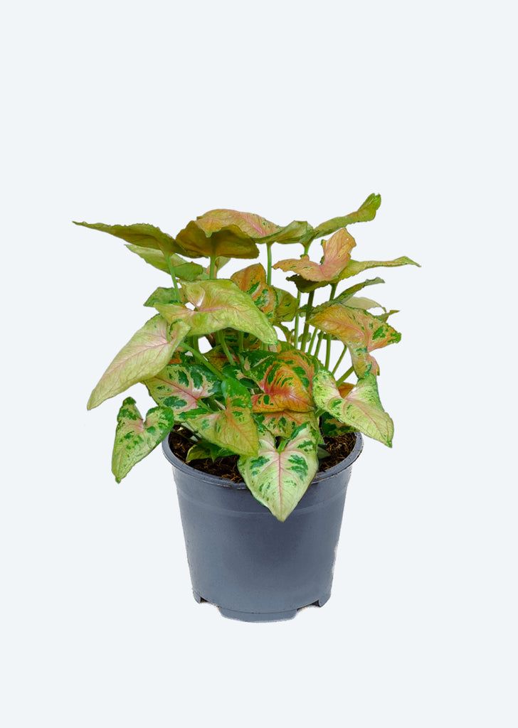 Syngonium Dwarf Princess