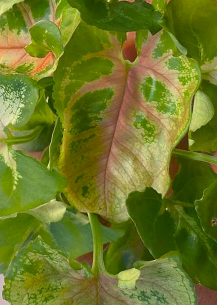 Syngonium Dwarf Princess